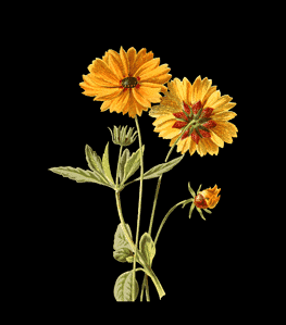 Vibrant Peaceful Sunflower Wall Art