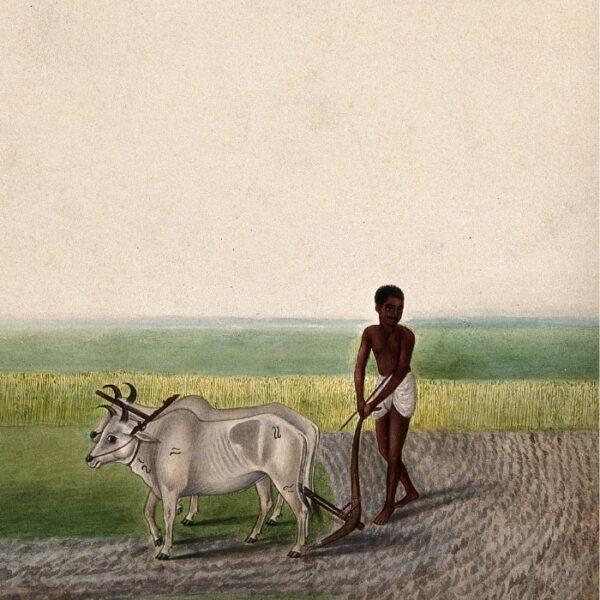 A Man Ploughing Land with Oxen Painting