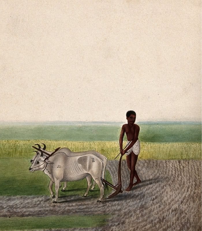 A Man Ploughing Land with Oxen Painting