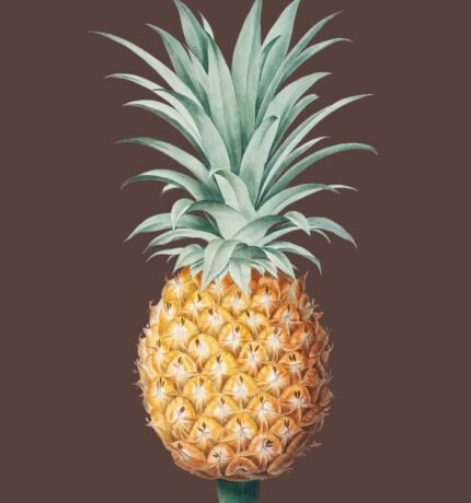 Brown Havannah Pineapple Wall Art