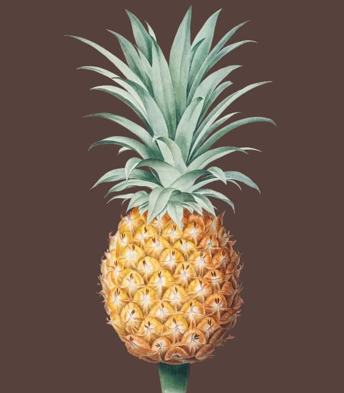 Brown Havannah Pineapple Wall Art